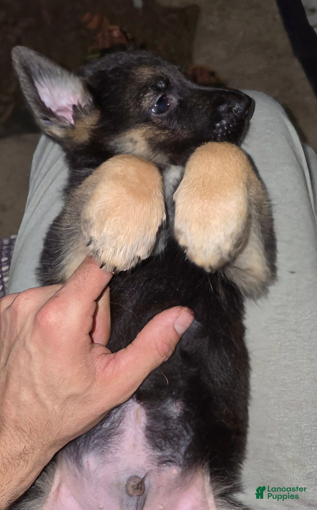 German Shepherd dogs for sale: Copper (9) - Ad 5