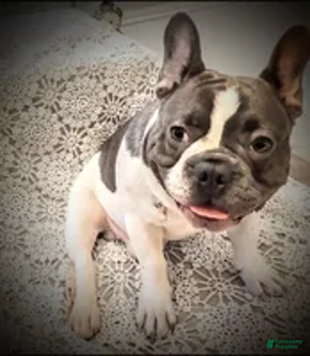 French Bulldog dogs for sale:  Beautiful Big Rope - Ad 5