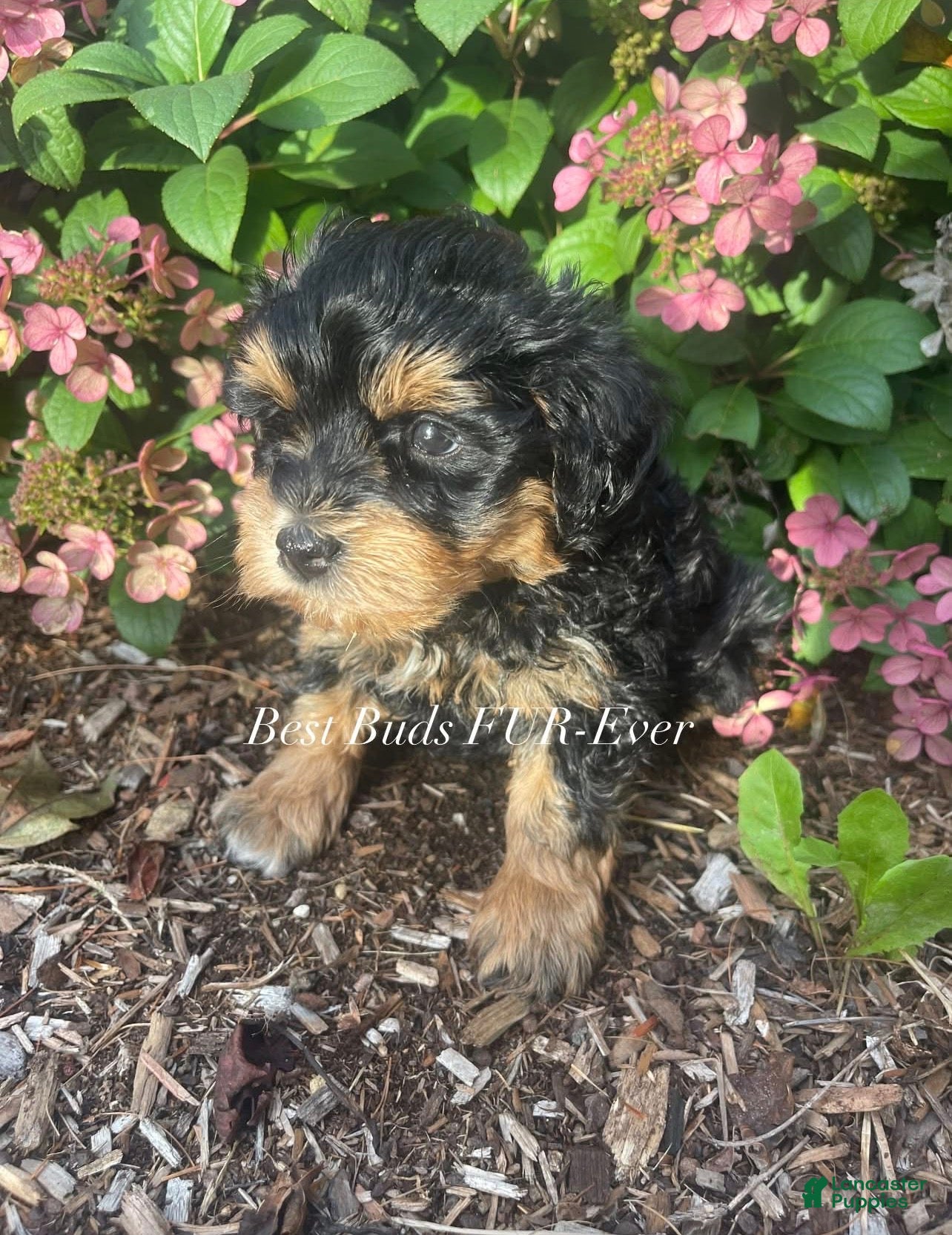 Miniature Schnauzer dogs Miniature Schnauzer 3 - Ad 2
