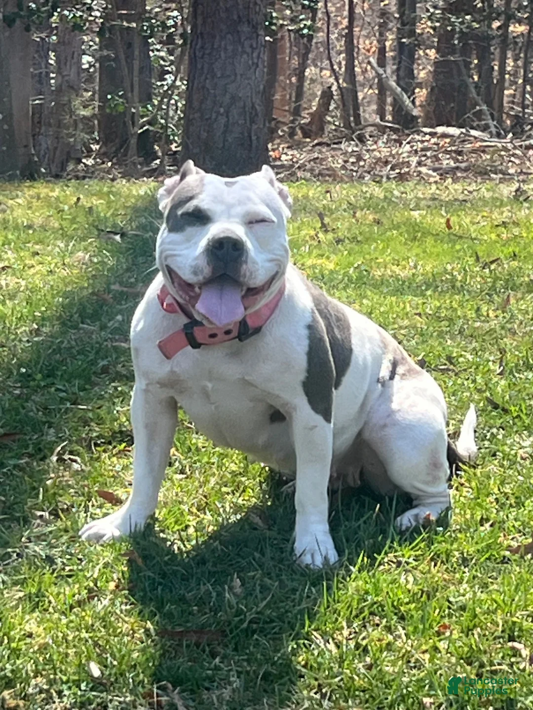 American Bully dogs for sale: American Bully 5 - Ad 2