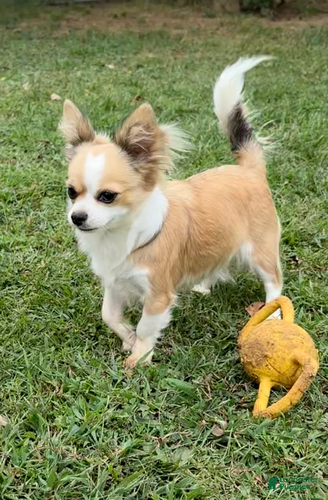 Chihuahua dogs for sale: Chihuahua Puppy 2 - Ad 4