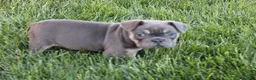 French Bulldog dogs for sale: Linda - Ad 1