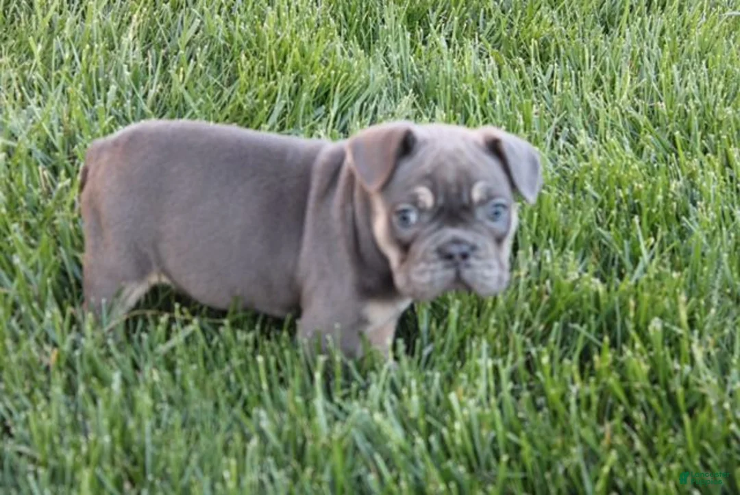 French Bulldog dogs for sale: Linda - Ad 1