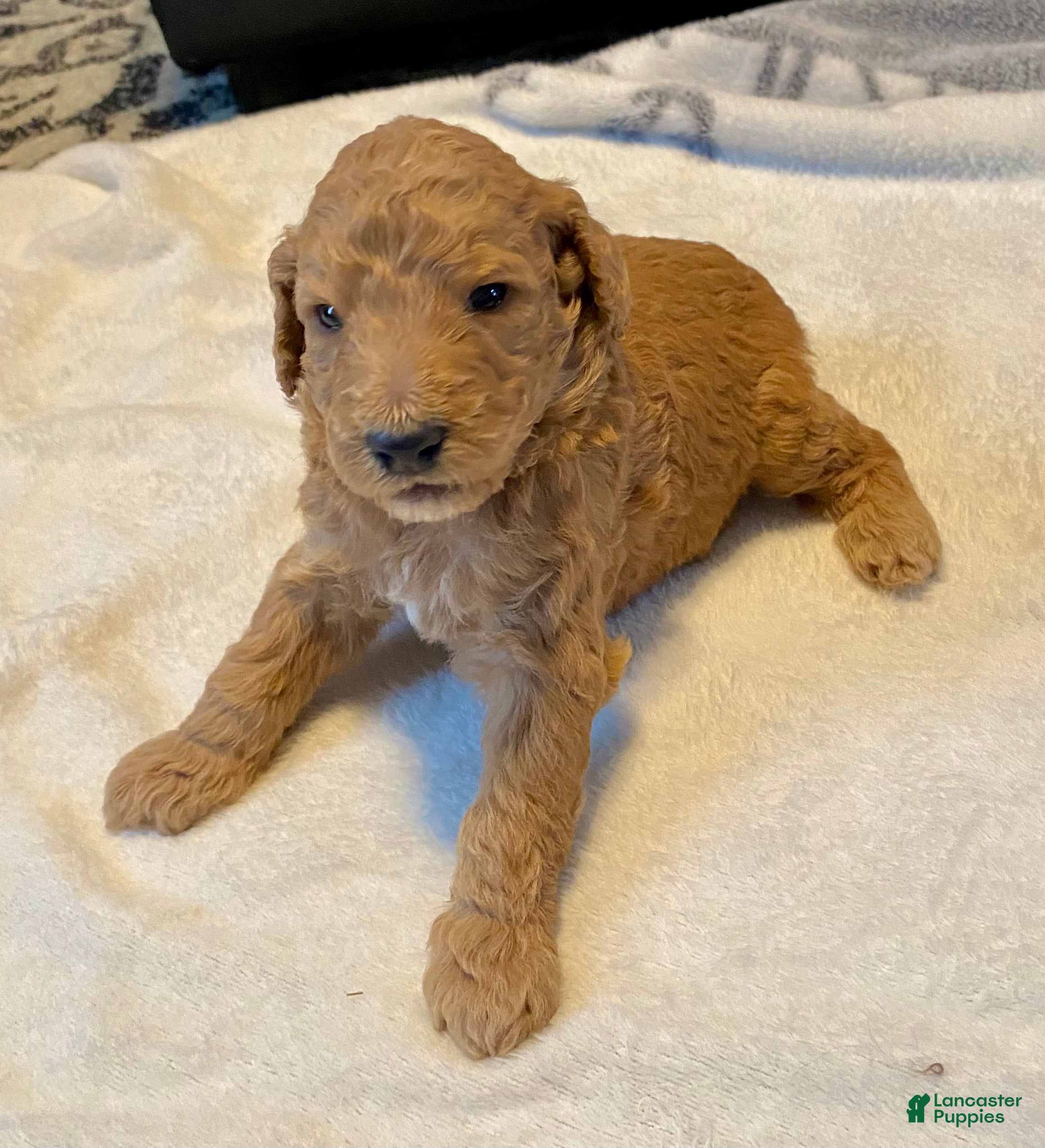 Standard Poodle dogs for sale: Abagail - Ad 2
