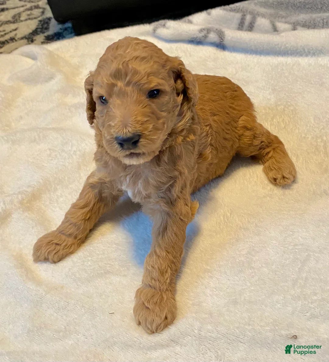 Standard Poodle dogs for sale: Abagail - Ad 1