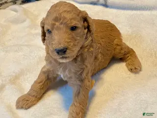 Standard Poodle dogs for sale: Abagail - Ad 2
