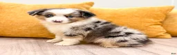 Miniature Australian Shepherd dogs for sale: Bingo - Ad 6