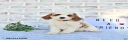 Cavapoo dogs for sale: Case  - Ad 2
