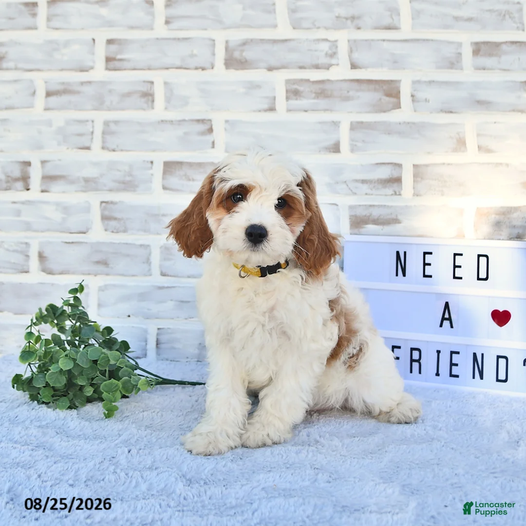 Cavapoo dogs for sale: Case  - Ad 2