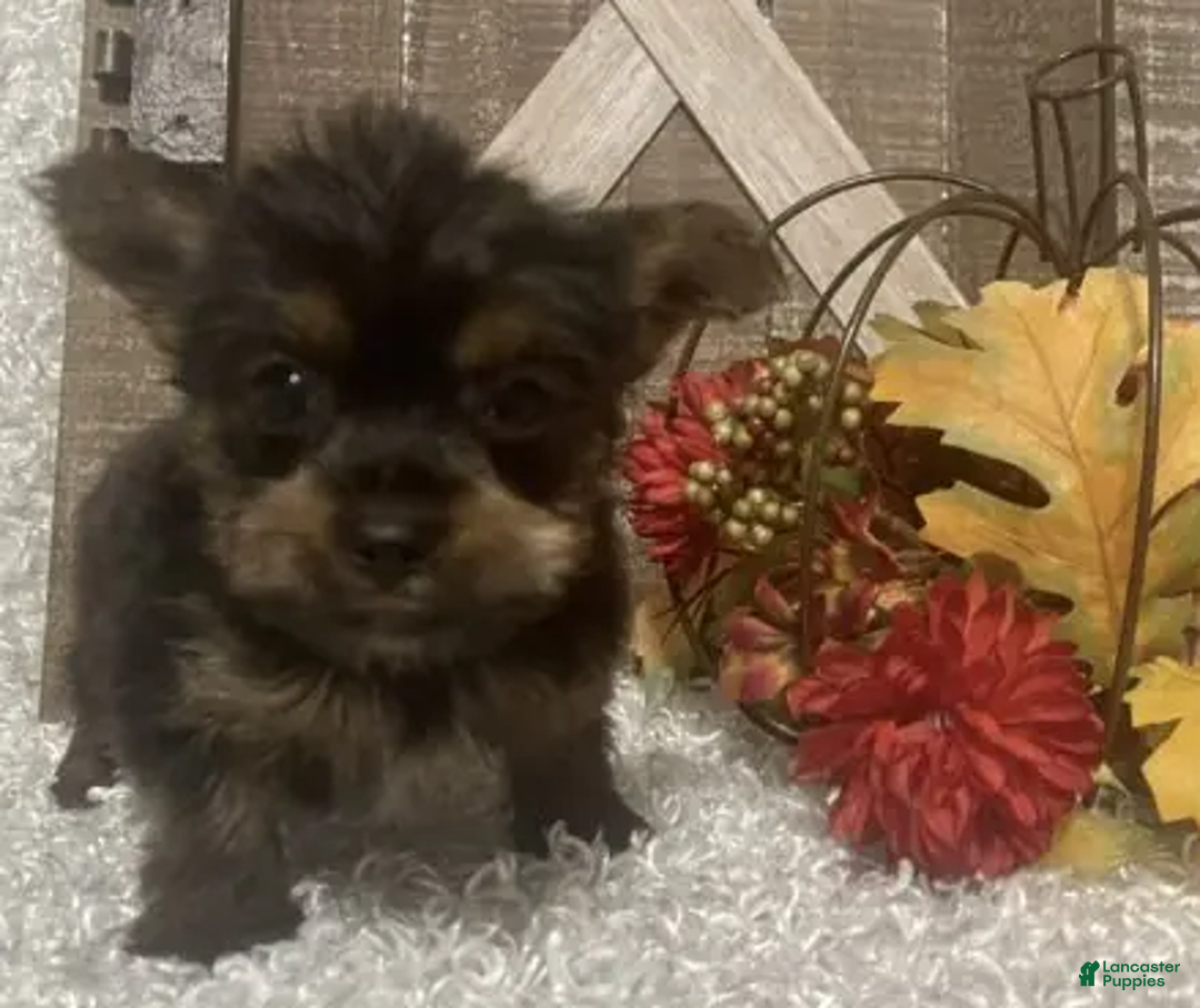 Yorkshire Terrier dogs for sale: Snoop - Ad 4