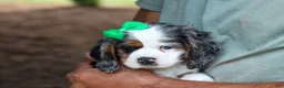 Cocker Spaniel dogs for sale: Jaxon 🐶💙 - Ad 11