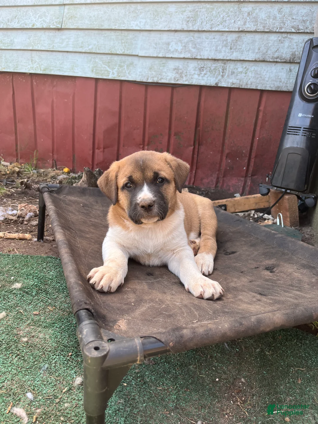 Mixed Breed dogs for sale: Valentine - Ad 1
