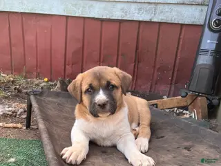 Mixed Breed dogs Valentine - Ad 37