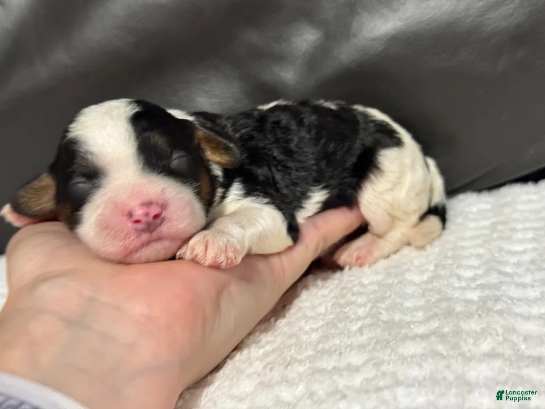 Cavapoo dogs for sale: Mawgli - Ad 1