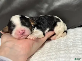 Cavapoo dogs Mawgli - Ad 21