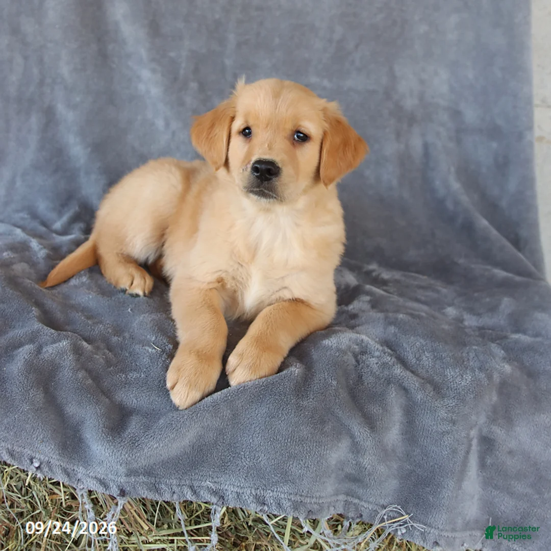 Golden Retriever dogs for sale: Melody - Ad 2