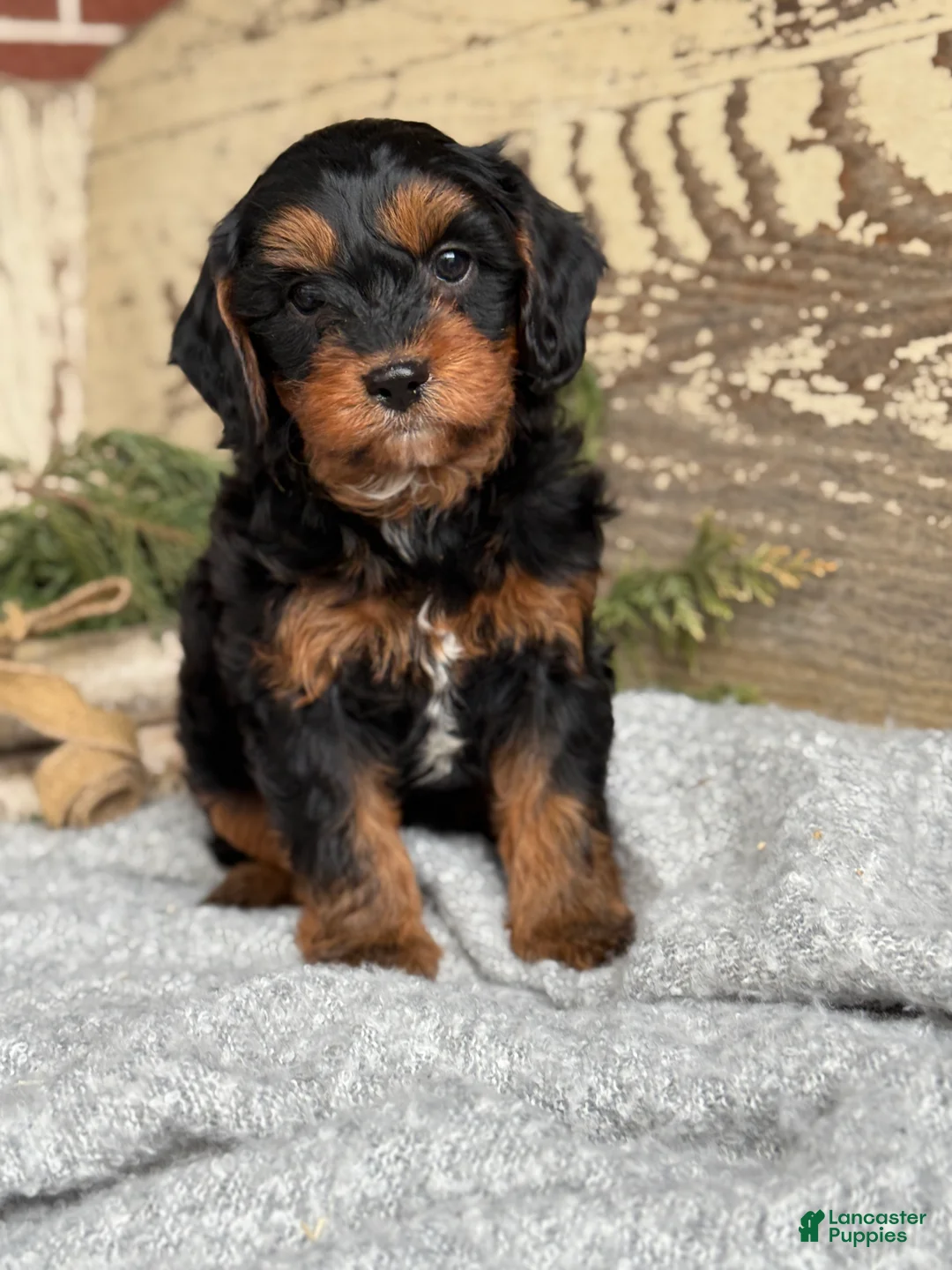 Mixed Breed dogs for sale: Harper - Ad 7