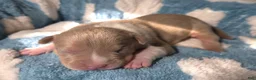 American Bully dogs for sale: "BRAD PITT" UKC REGISTERD - Ad 3