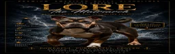 American Bully dogs for sale: Leviathan  - Ad 8