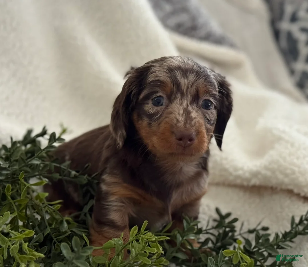 Miniature Dachshund dogs for sale: Tanner - Ad 10