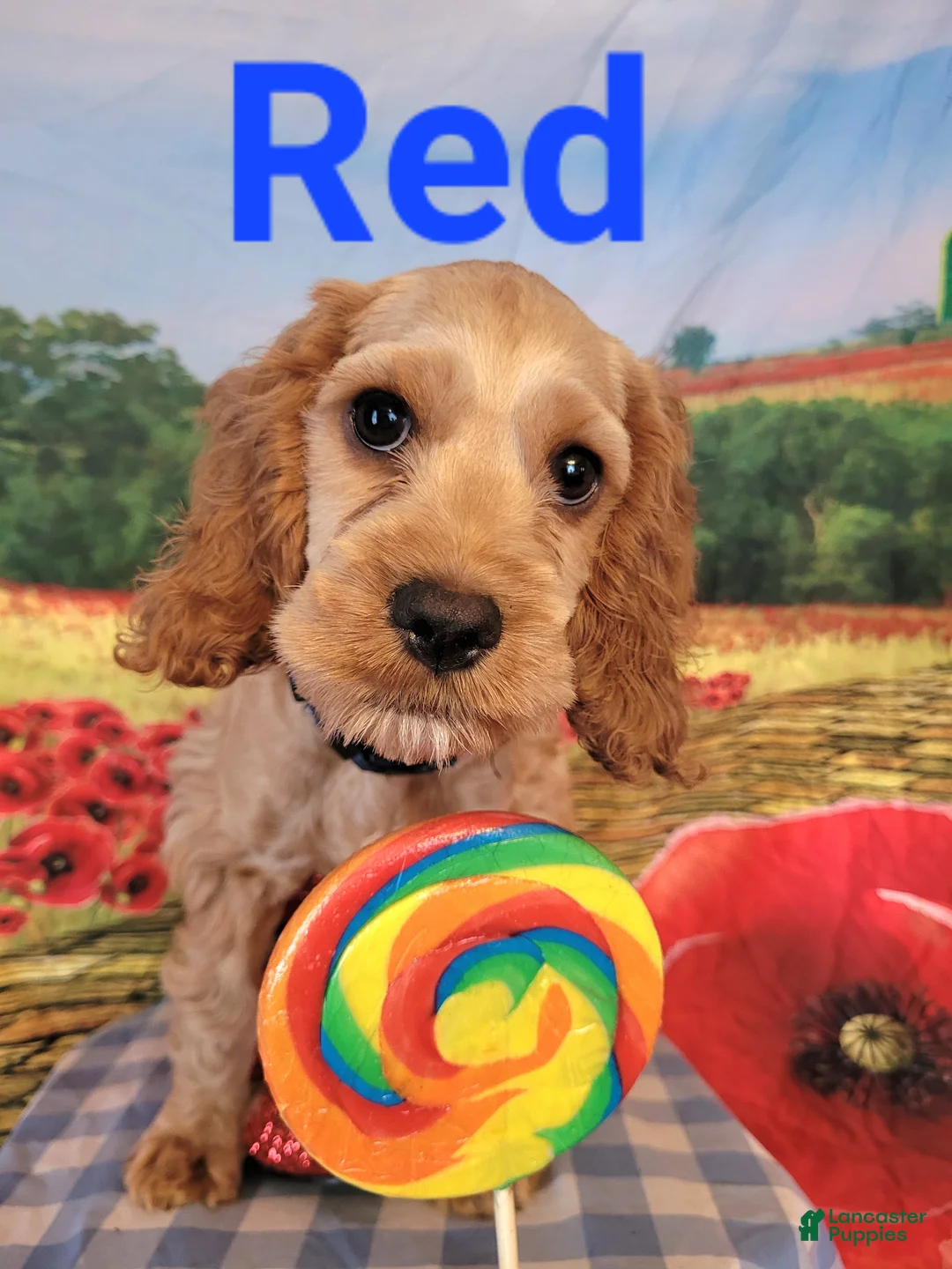 Cockapoo dogs for sale: Blue Boy  - Ad 1