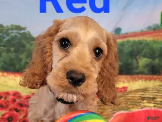 Cockapoo dogs Blue Boy - Ad 33