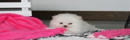 Pomeranian dogs for sale: Reese - Ad 9