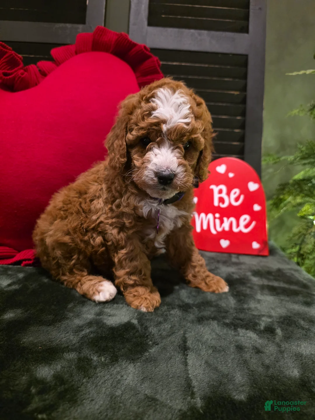 Mini Bernedoodle dogs for sale: Star - Ad 7