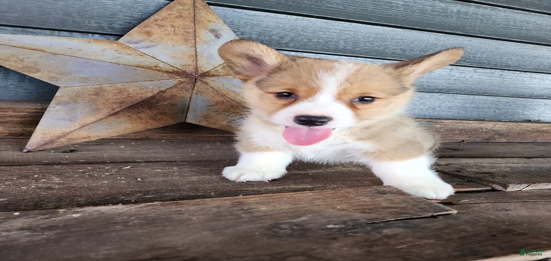 Gallery Image {{count}}