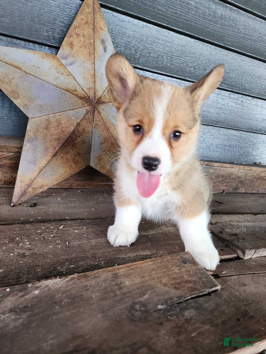 Gallery Image {{count}}