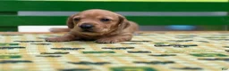 Miniature Dachshund dogs for sale: Doxie  - Ad 7