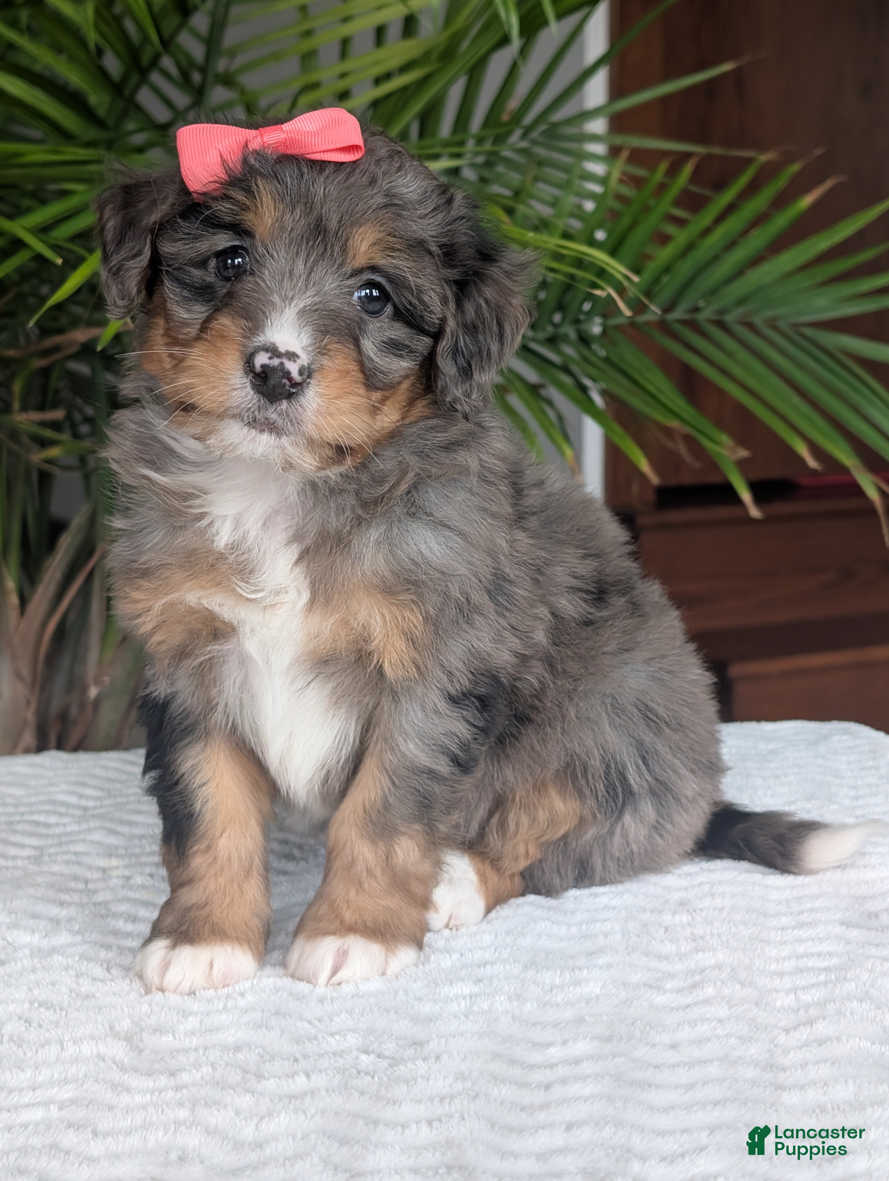 Mini Bernedoodle dogs Mini Skye  - Ad 2