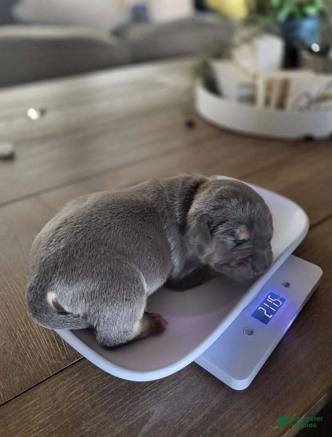American Bully dogs for sale: Boulder - Ad 1