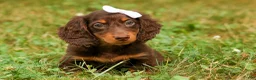 Miniature Dachshund dogs for sale: BRANDY - Ad 8