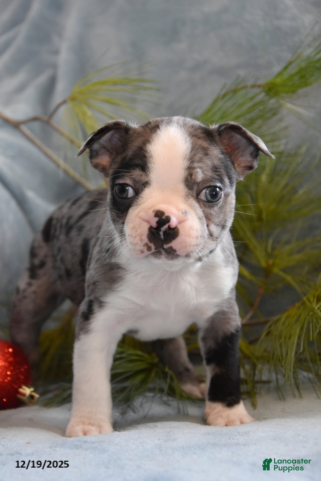 Boston Terrier dogs for sale: Jackson - Ad 1