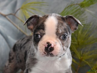 Boston Terrier dogs Jackson - Ad 6