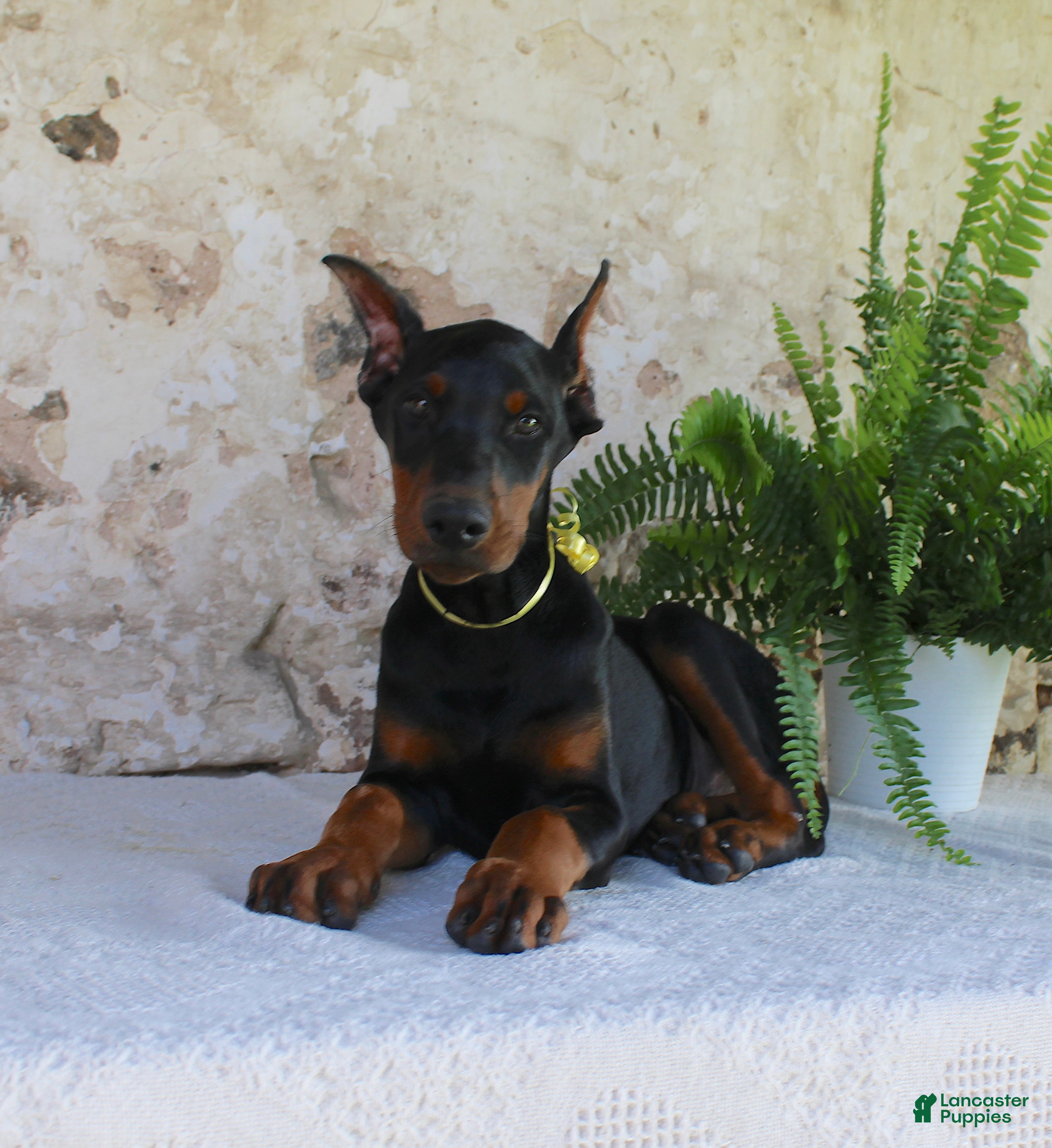 Doberman Pinscher dogs Sparky - Ad 1
