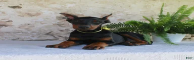 Sparky