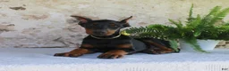 Doberman Pinscher dogs for sale: Sparky - Ad 1