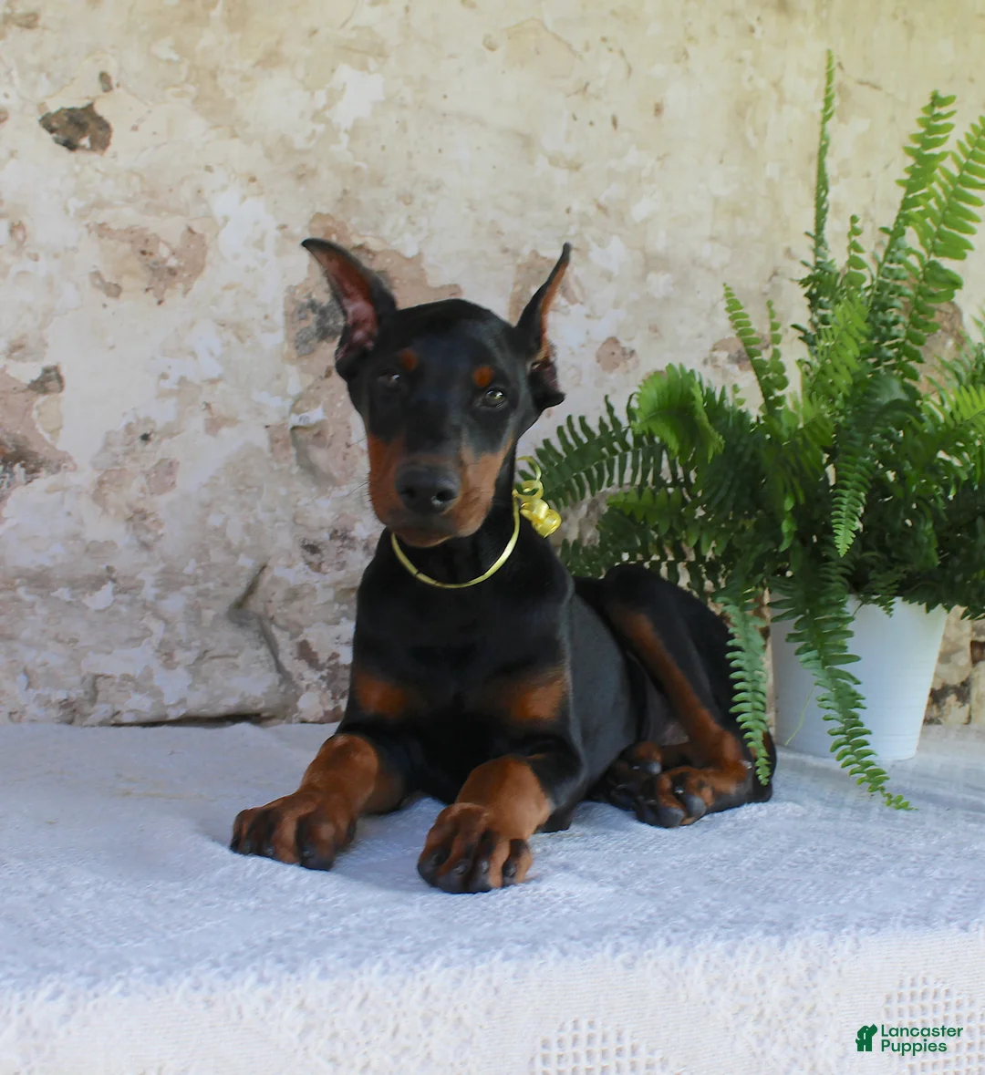 Doberman Pinscher dogs for sale: Sparky - Ad 1