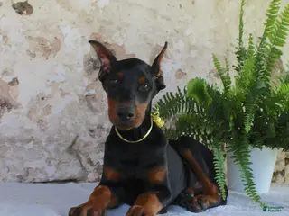 Doberman Pinscher dogs Sparky - Ad 1