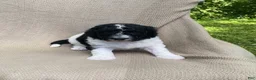 Mixed Breed dogs for sale: Beignet - Ad 6
