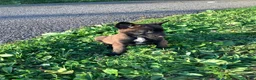 Belgian Malinois dogs for sale: Jonas - Ad 6