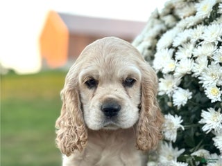 English Cocker Spaniel dogs - Ad 21