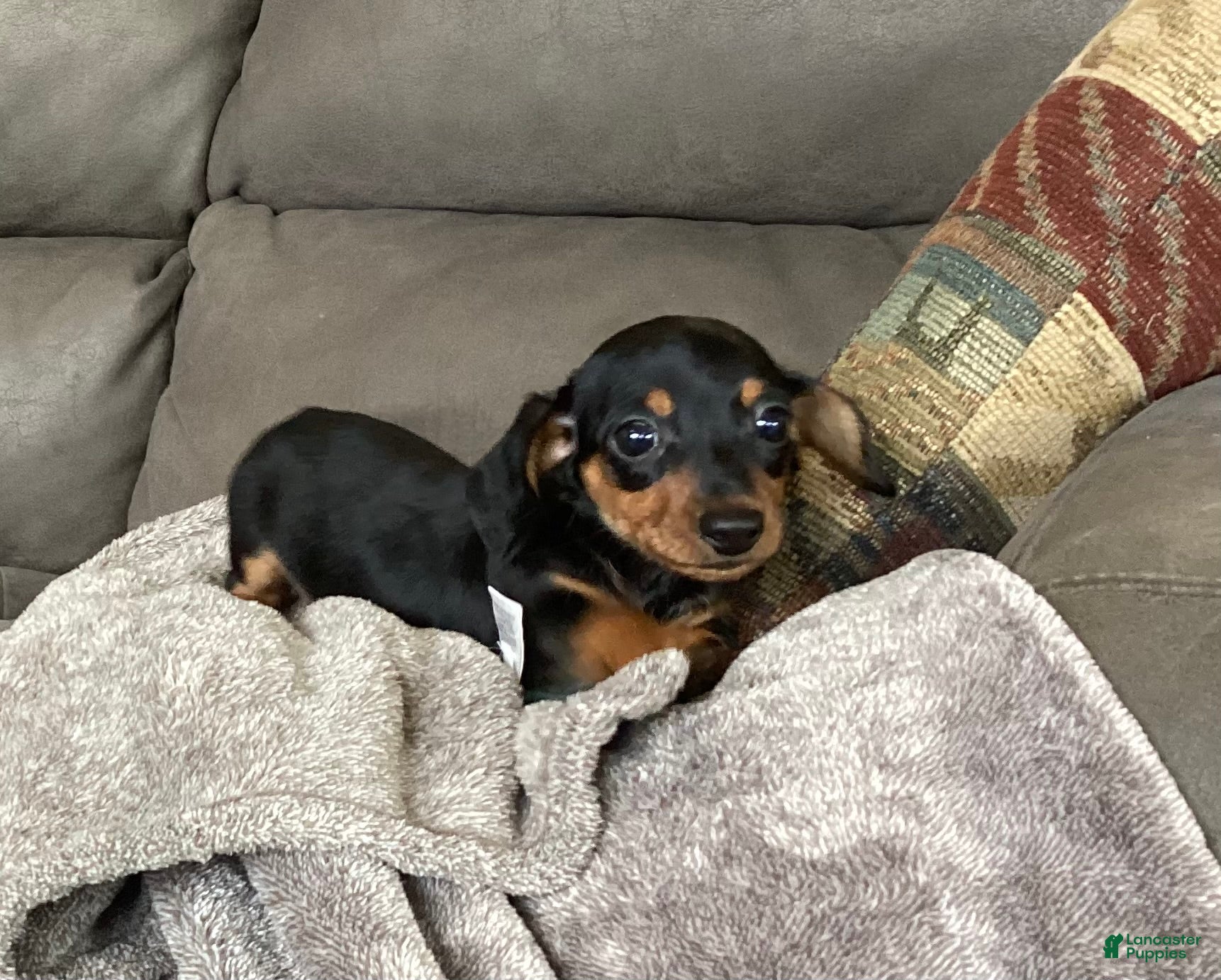 Miniature Dachshund dogs Micky - Ad 2