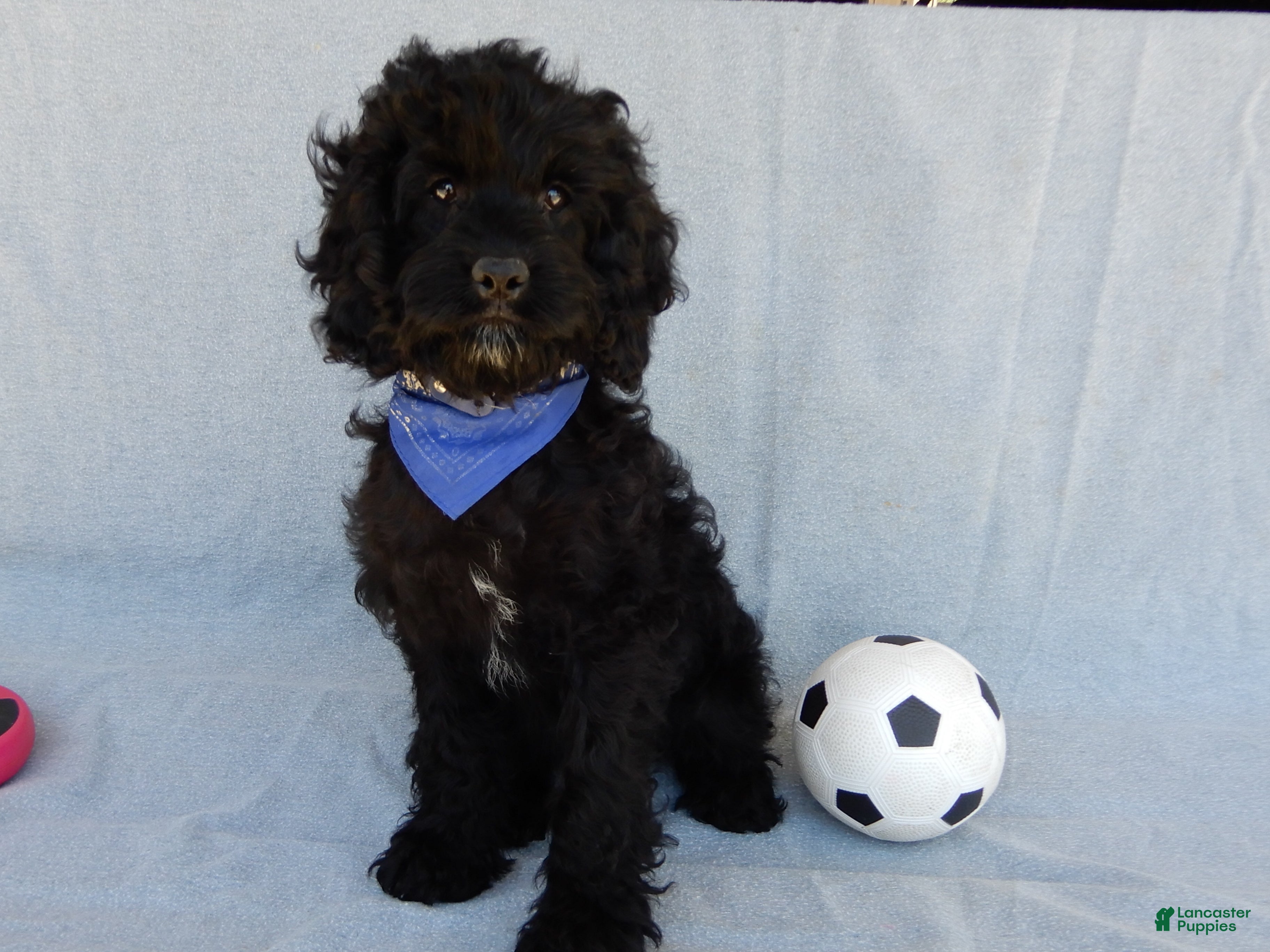 Cockapoo dogs Jet - Ad 2