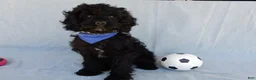 Cockapoo dogs for sale: Jet - Ad 2