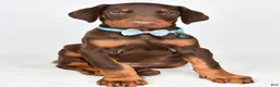 Doberman Pinscher dogs for sale: Hal - Ad 6
