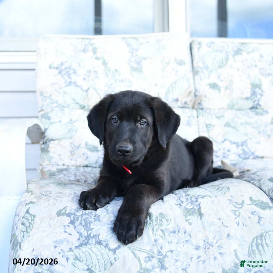 Mixed Breed dogs for sale: Luigi - Ad 3