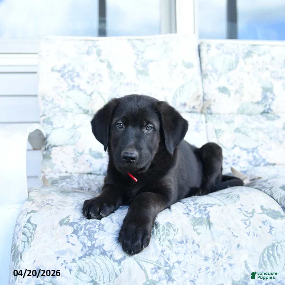 Mixed Breed dogs for sale: Luigi - Ad 1